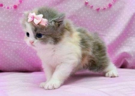 Create Meme Exotic Shorthair Cute Kittens Pictures Meme Arsenal