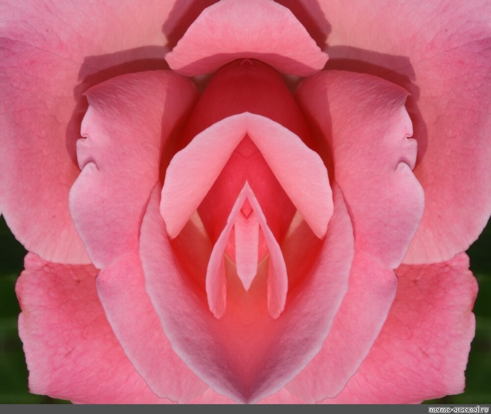 Розовое влагалище стоящей раком знакомой фото