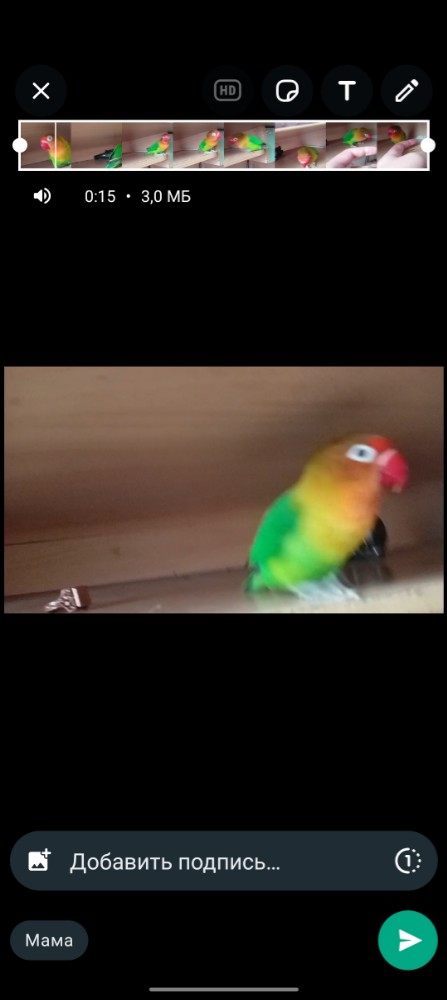 Create Meme Fisher S Lovebird Parrot Fisher The Parrot The Masked