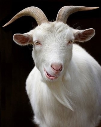 Create Meme Goat Goat Goatskin Pictures Meme Arsenal