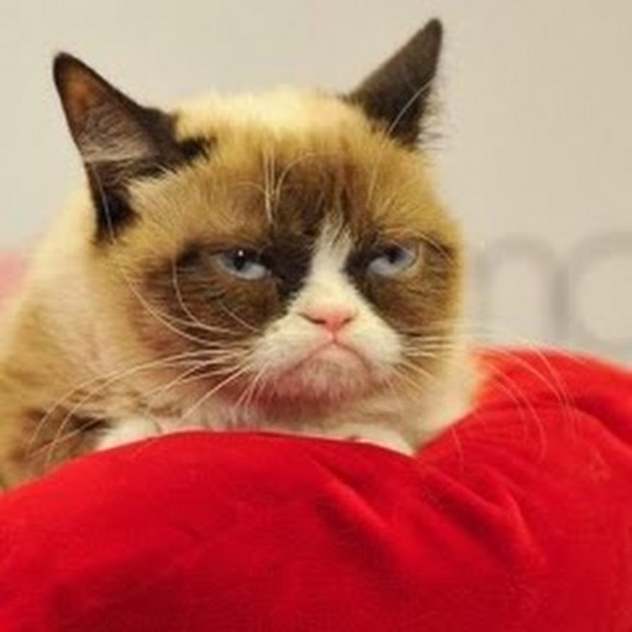 Create Meme Grumpy Cat The Breed Of The Grumpy Cat Cat Gloomy Cat