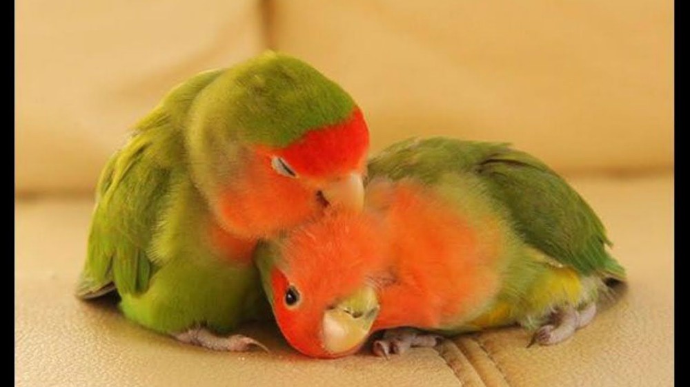 Create Meme Parrots Lovebird Parrots Lovebird Pictures Meme