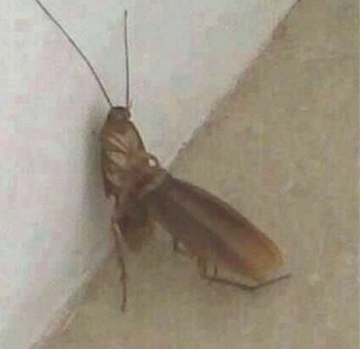 Crush cockroach