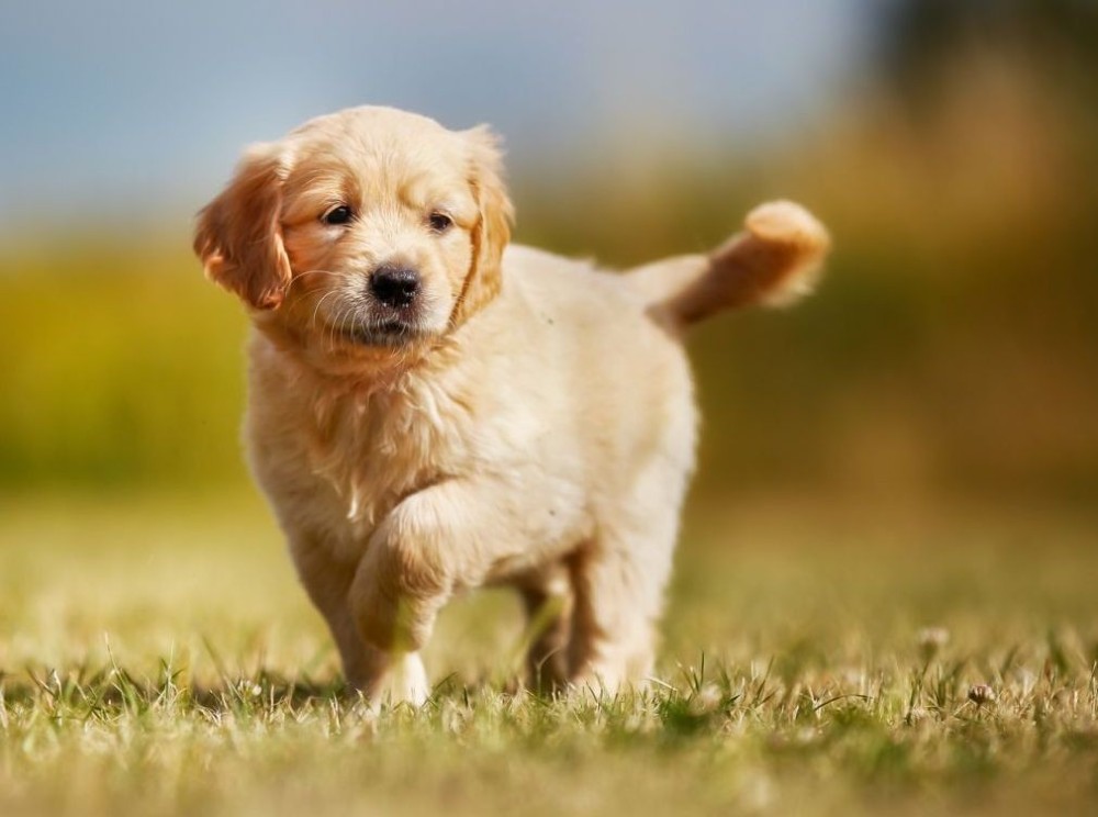 Shaved lab golden retriever mix