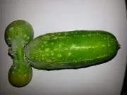 Create Meme A Small Cucumber Cucumbers For Open Ground Green