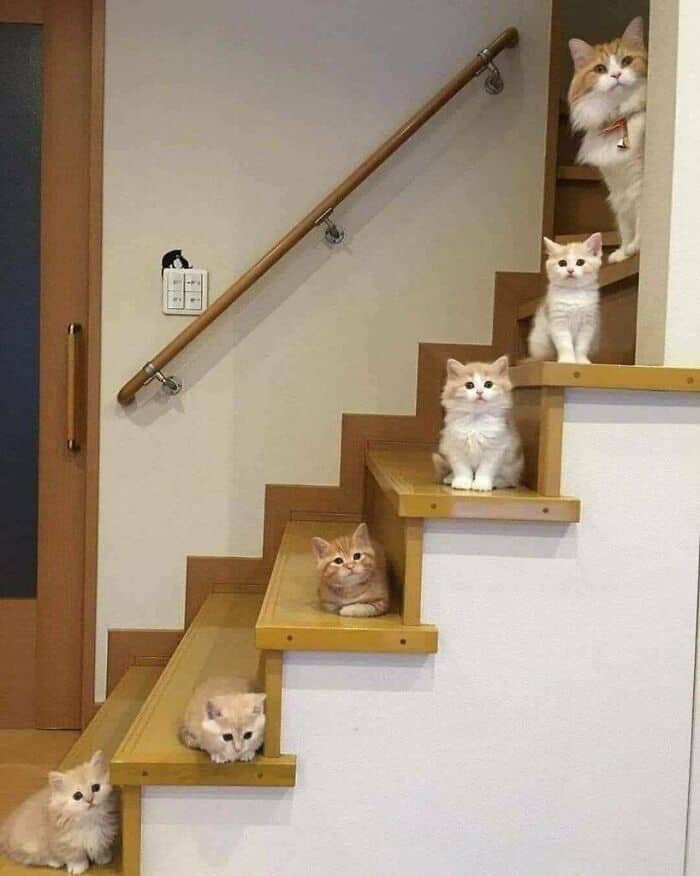 Create Meme Seals On The Stairs Cats And Ladders Funny Stairs For A