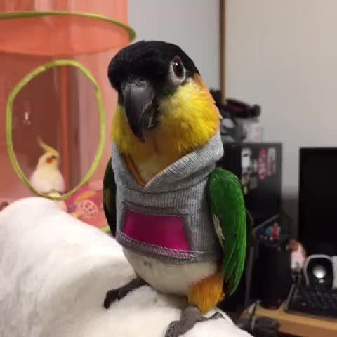 Create Meme Parrot Pictures Meme Arsenal