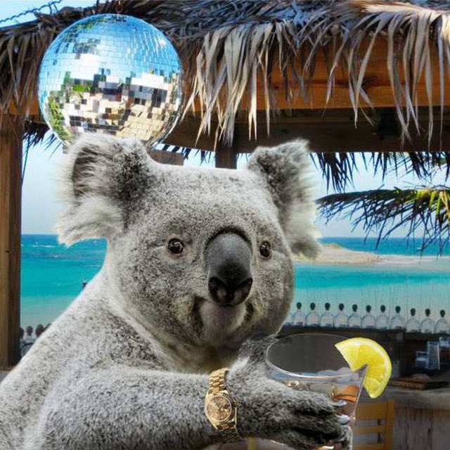 Create Meme Koala Bear Australian Koala Koalas Pictures Meme