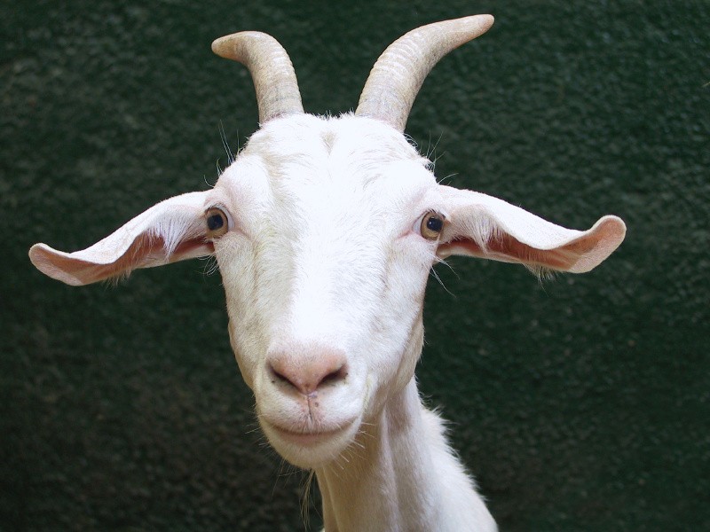 Goat elizabeth bentley