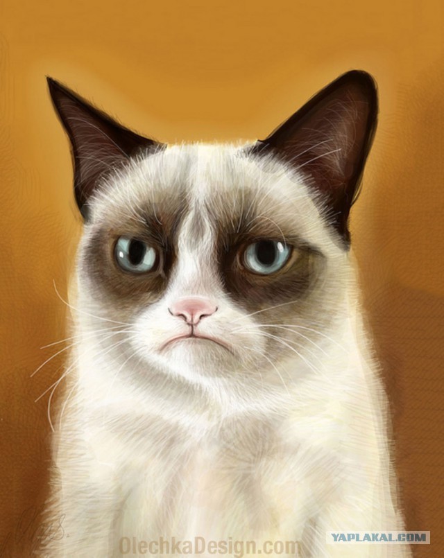 Create Meme Grumpy Cat Grumpy Cat Art Grumpy Cat Pictures Meme