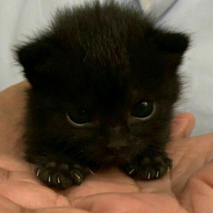 Создать мем: котята маленькие, чёрный котик, милый черный котенок