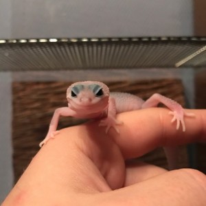 Create meme: ablefor, Gecko ablefor blue, Gecko ablefor