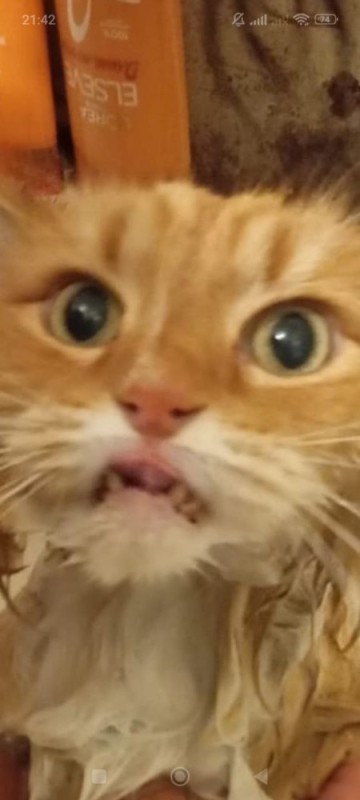 Create meme: cat in shock, cat , surprised kitty