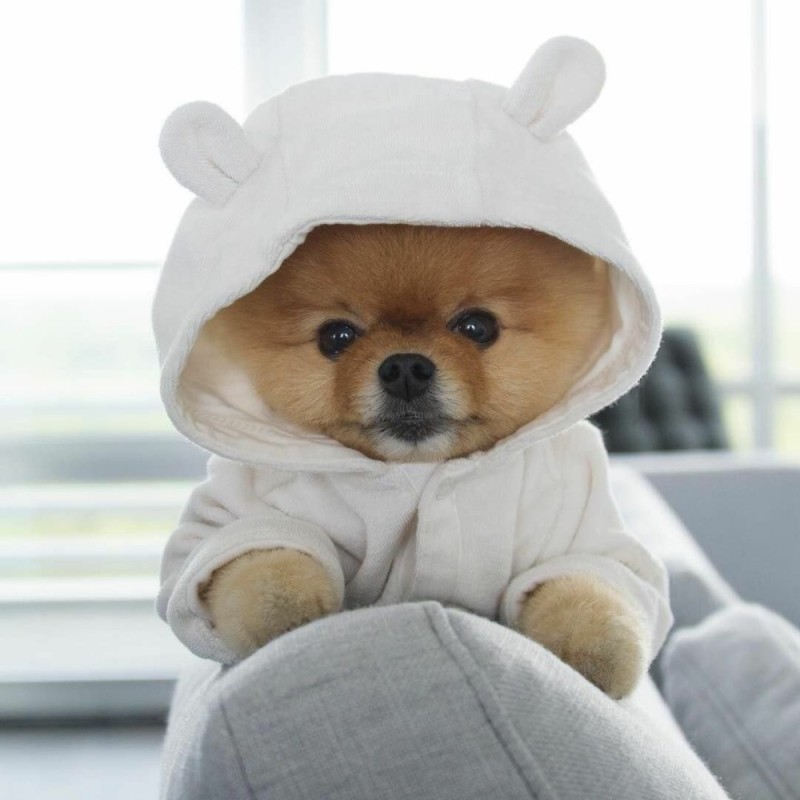 Create meme: cute dogs, jiffpom Pomeranian, Pomeranian jiff