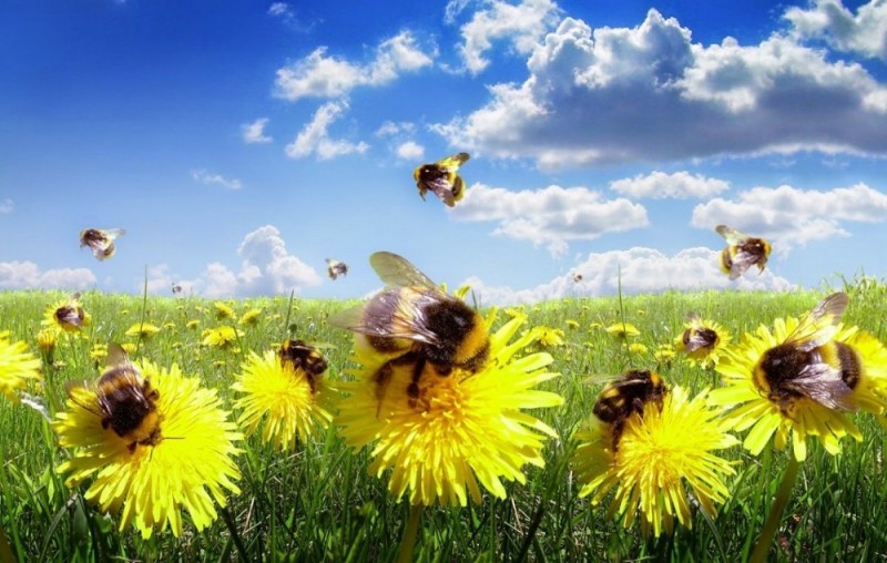 Создать мем: шмель в пыльце, шмель, лето пчелы