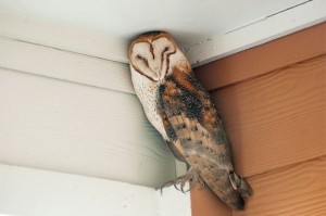 Create meme: clever masking, funny camouflage pictures, barn owl