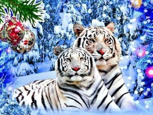 Создать мем: белый тигр, тигр, мерцающий тигр белый