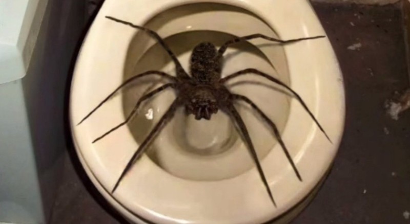 Create meme: a huge spider, the big spider, toilet spider