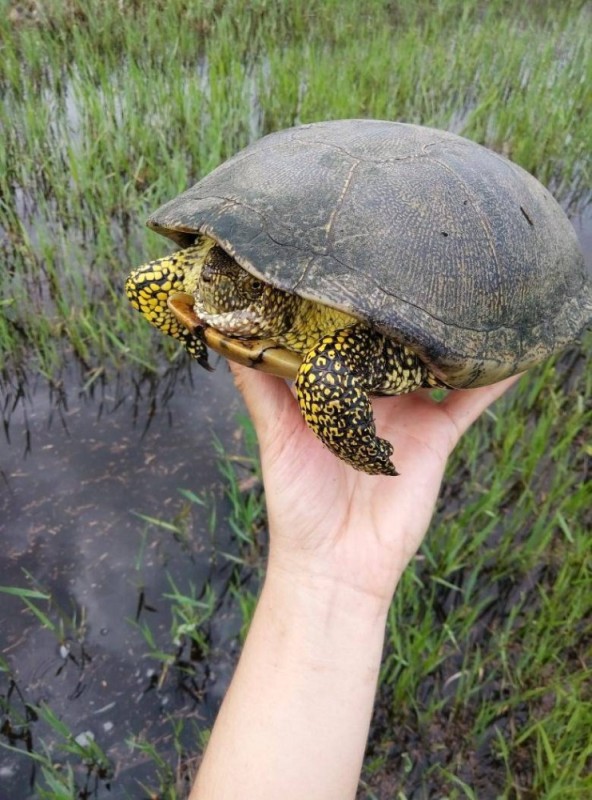 Создать мем: болотная черепаха красная книга, болотная черепаха в подмосковье, болотная черепаха в беларуси