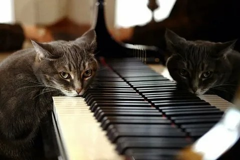 Create meme: piano cats, Fatso the piano cat, piano kitty