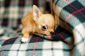 Create meme: Chihuahua, Chihuahua dog, breed Chihuahua