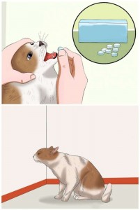 Создать мем: кошке дают таблетку мем, мем с котом и таблетками шаблон, кот