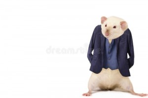 Create meme: rat