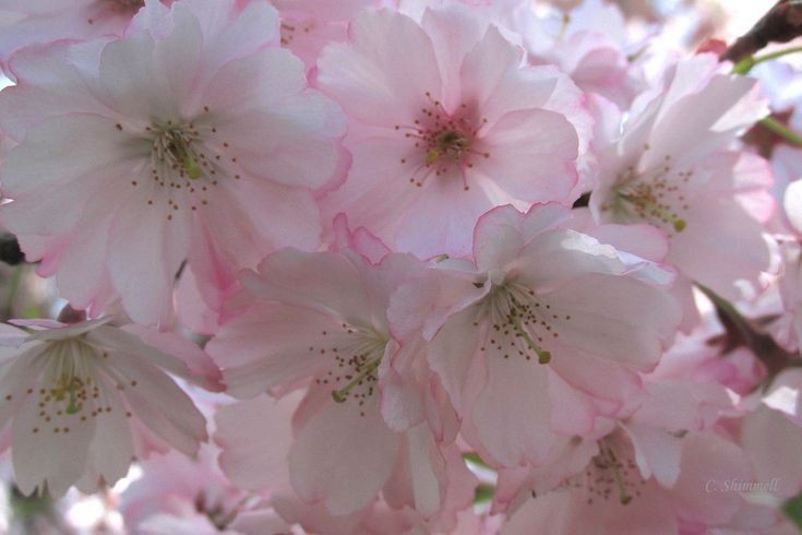 Create meme: cherry blossoms, Sakura bloom, Sakura is blooming