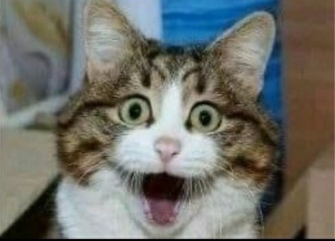 Create meme: funny cat faces, surprised kitty, the surprised cat meme