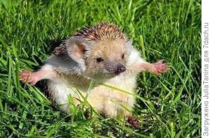 Create meme: hedgehog, hedgehogs animals, long-eared hedgehog