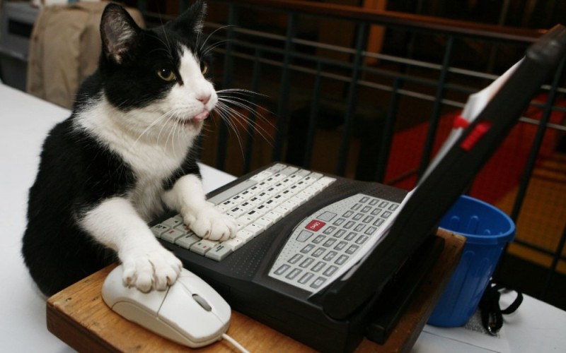 Create meme: the cat at the computer, cat at the computer, cats at the computer