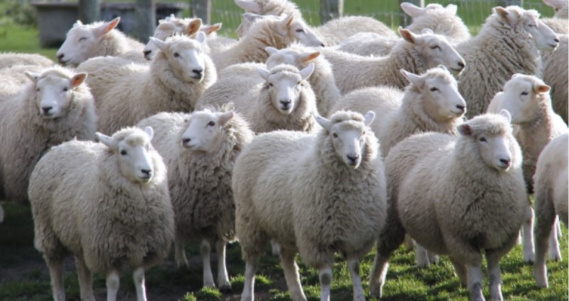Создать мем: баран овца, сто овец, стадо овец