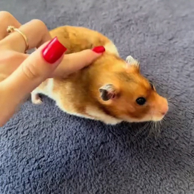 Create meme: The golden hamster, peach syrian hamster, syrian hamster adult