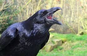 Create meme: black raven bird, Raven crow, bird crow