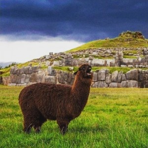 Create meme: mood llama screaming in the mountains of Peru