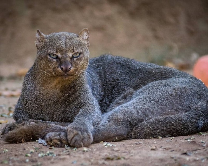 Create meme: jaguarundi, cougar jaguarundi, jaguarundi cat