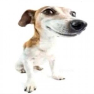 Create meme: Jack Russell Terrier, dog Jack Russell, dog Jack Russell Terrier