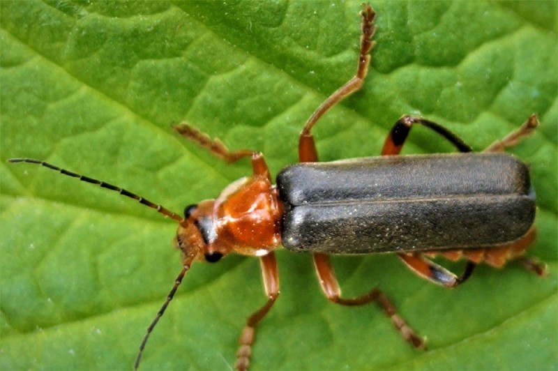 Create meme: the soft - skinned beetle, the fireman beetle, soft-skinned beetle fireman red