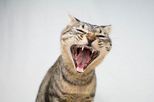 Create meme: laughing cat, cat, cat