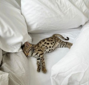 Create meme: Bengal cat sleeping, cat Serval, Bengal cat