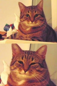 Create meme: Kote, happy cat meme, memes with cats