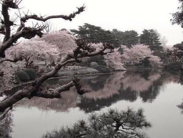 Create meme: sakura japanese, cherry blossom, picturesque landscapes