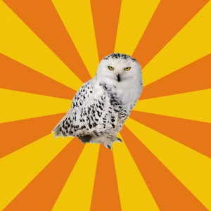 Create meme: baykuş, snowy owl, snow owl