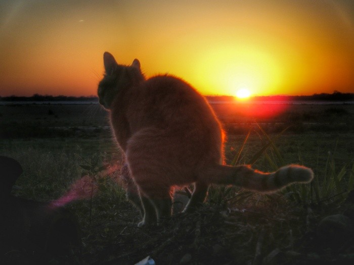 Create meme: cat at sunset, a shitting cat on the background of a sunset, cat on the background of sunset