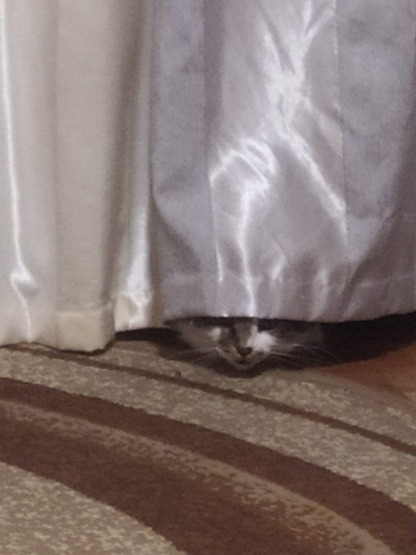 Create meme: the cat is hiding, people, seals 