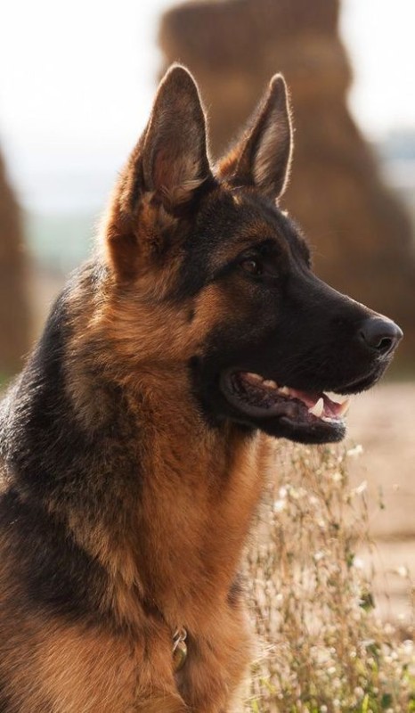 Create meme: German shepherd , dog German shepherd, German shepherd breed