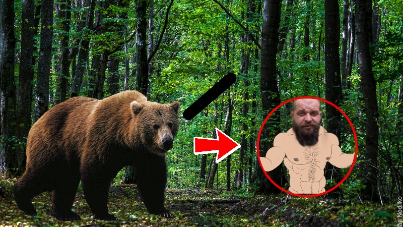 Создать мем: медведь в россии, бурый медведь в лесу, дикий медведь