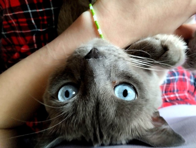 Create meme: siamese cat grey, blue eyes of a cat, cat 