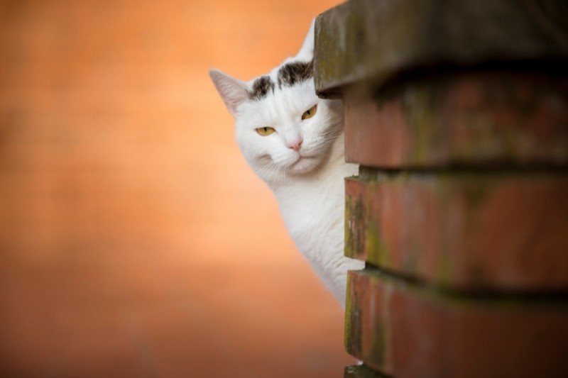 Create meme: cat , The brick cat, cat 