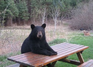 Создать мем: bear at picnic table meme, медведь на лавочке мем, медведь юмор